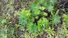 Delphinium cardinale