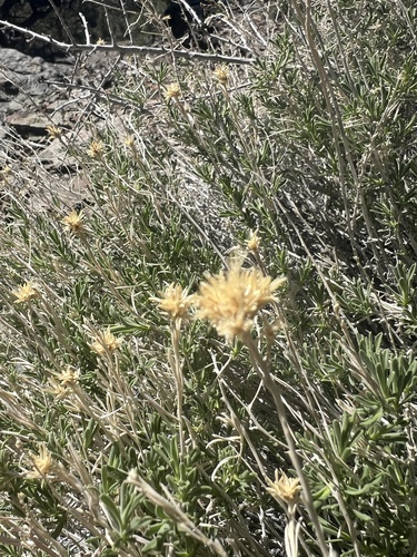 Yellow Rabbitbrush (Chrysothamnus viscidiflorus)