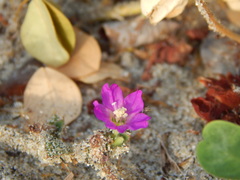 Okenia hypogaea