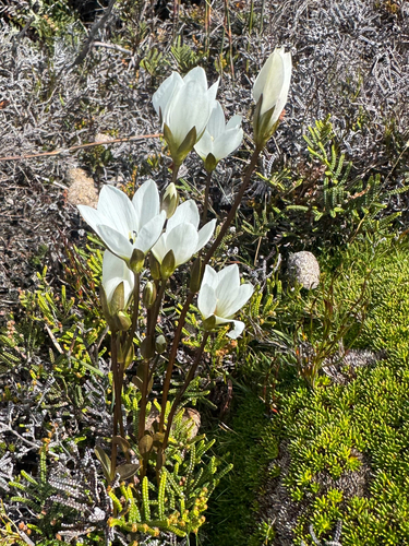 Gentianella diemensis observed 2026-03-08