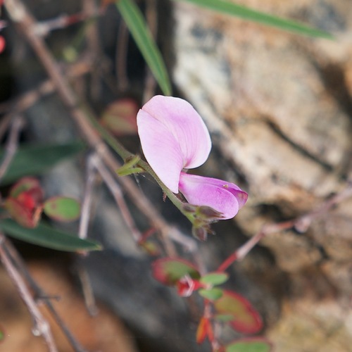 Image of Tephrosia palmeri by (c) Bill Levine, some rights reserved (CC BY)