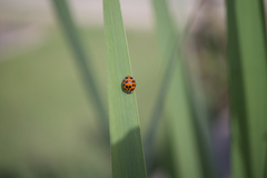 Harmonia axyridis