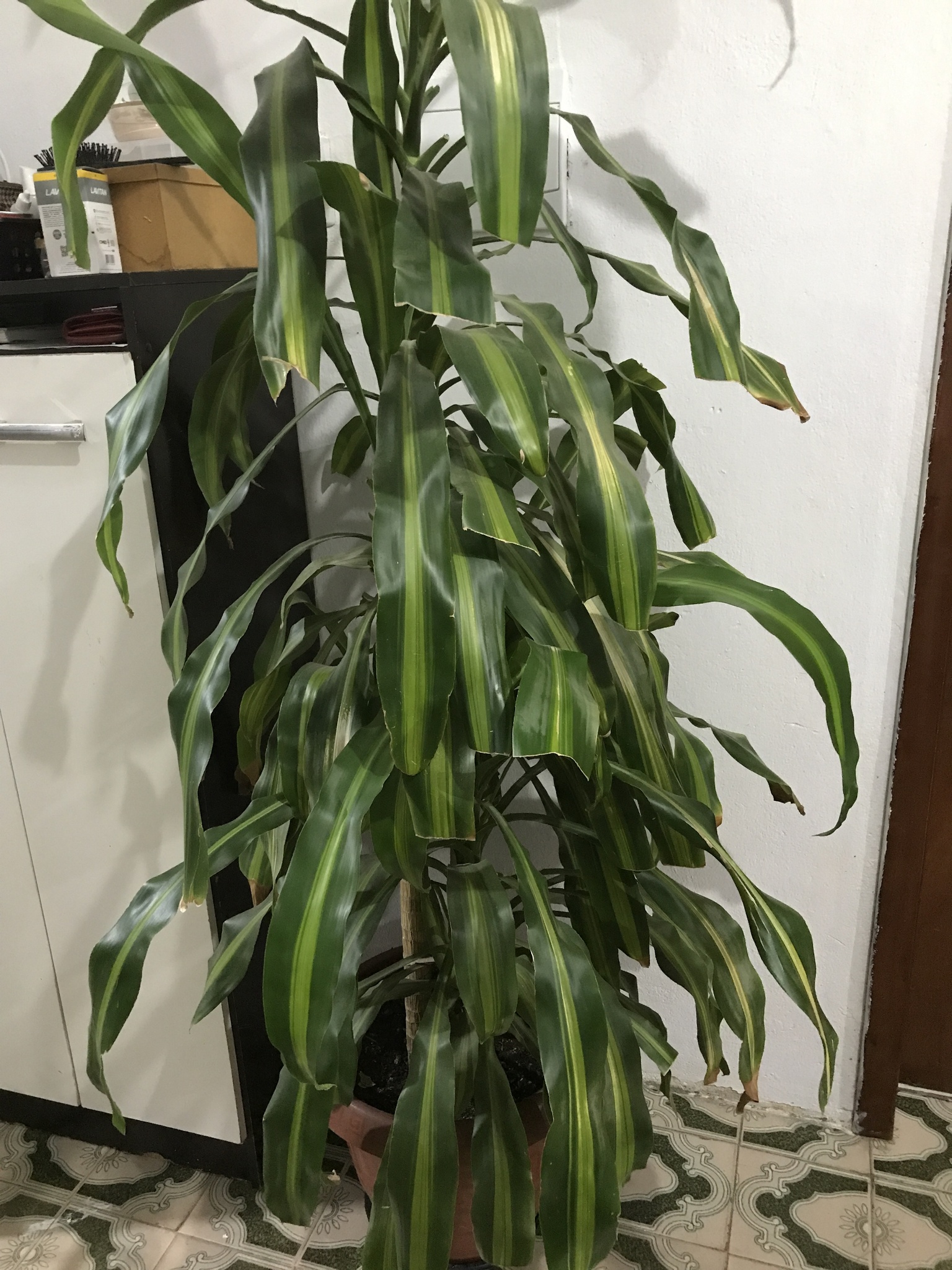 Dracaena fragrans