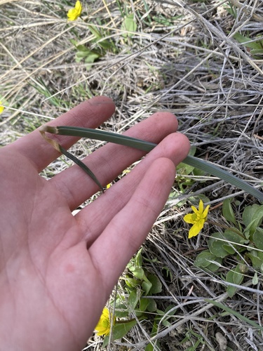 Sagebrush Mariposa Lily (Calochortus macrocarpus)