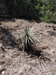 Yucca constricta