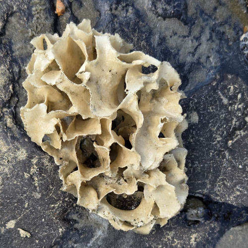 Thalamoporella observed 2026-03-21