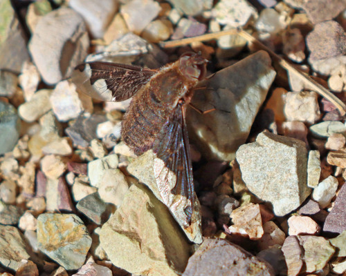 Unknown species found near Santa Cruz County, AZ, USA
