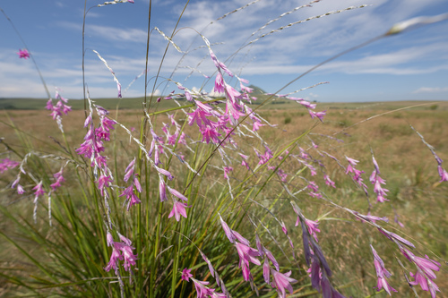Dierama latifolium, photograph 4