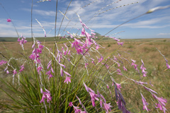 Dierama latifolium, photograph (c) Morten Ross, some rights reserved (CC BY)