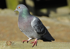 Columba livia domestica