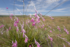 Dierama latifolium, photograph (c) Morten Ross, some rights reserved (CC BY)