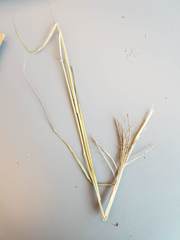 Dichanthium annulatum