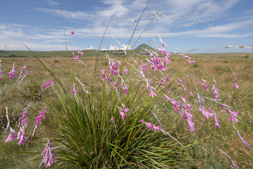 Dierama latifolium, photograph 5