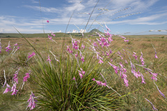 Dierama latifolium, photograph (c) Morten Ross, some rights reserved (CC BY)