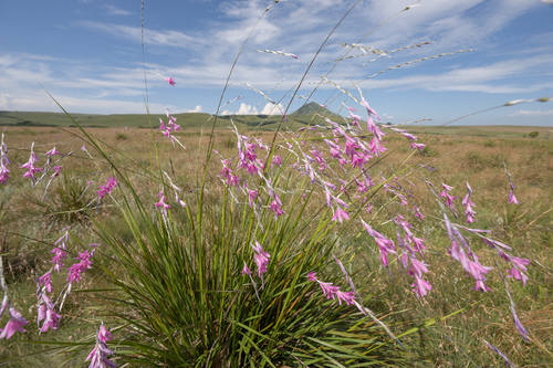 Dierama latifolium, photograph 6