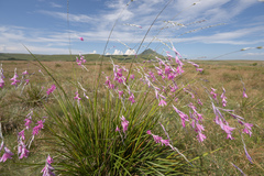 Dierama latifolium, photograph (c) Morten Ross, some rights reserved (CC BY)