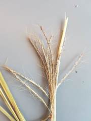 Dichanthium annulatum