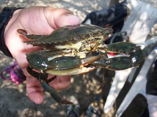 Giant swimcrab