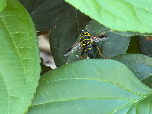 Unknown species found near Trinity Pl, San Antonio, TX, US