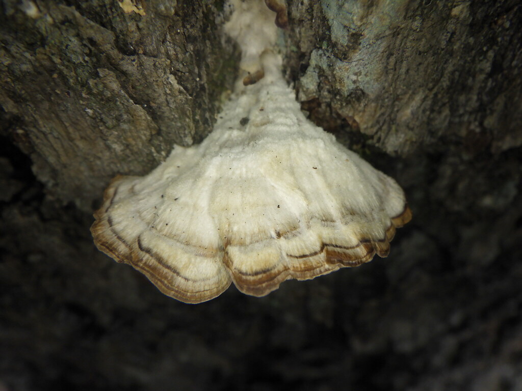 Trichaptum biforme · March 2026 · photo: © nataliewaddellrutter (iNaturalist, cc-by)