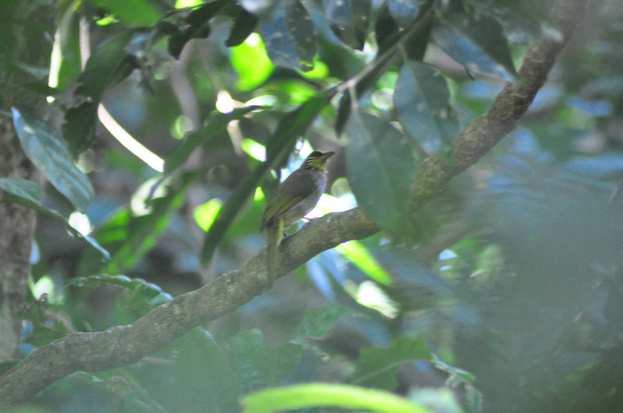 Stripe-throated Bulbul