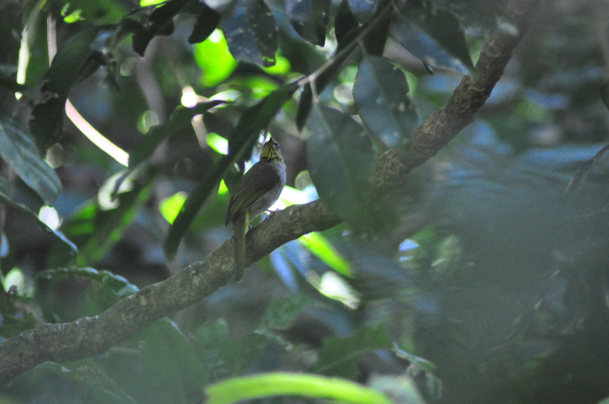 Stripe-throated Bulbul