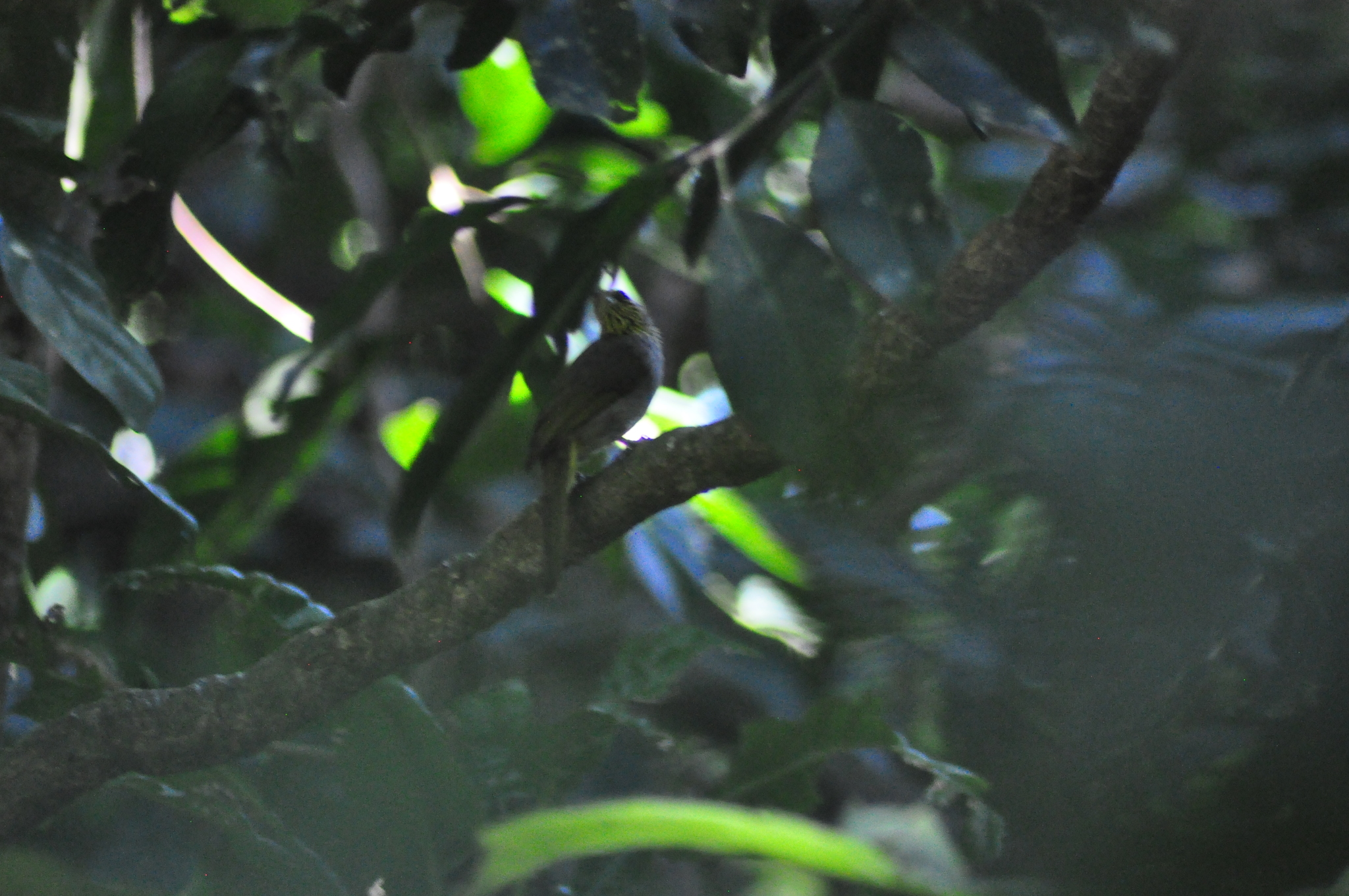 Stripe-throated Bulbul