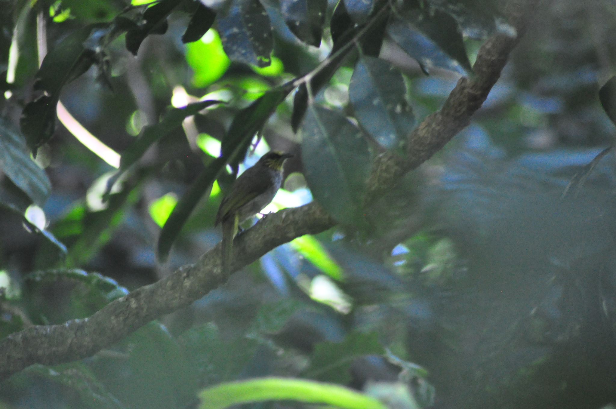 Stripe-throated Bulbul