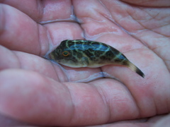 Sphoeroides annulatus