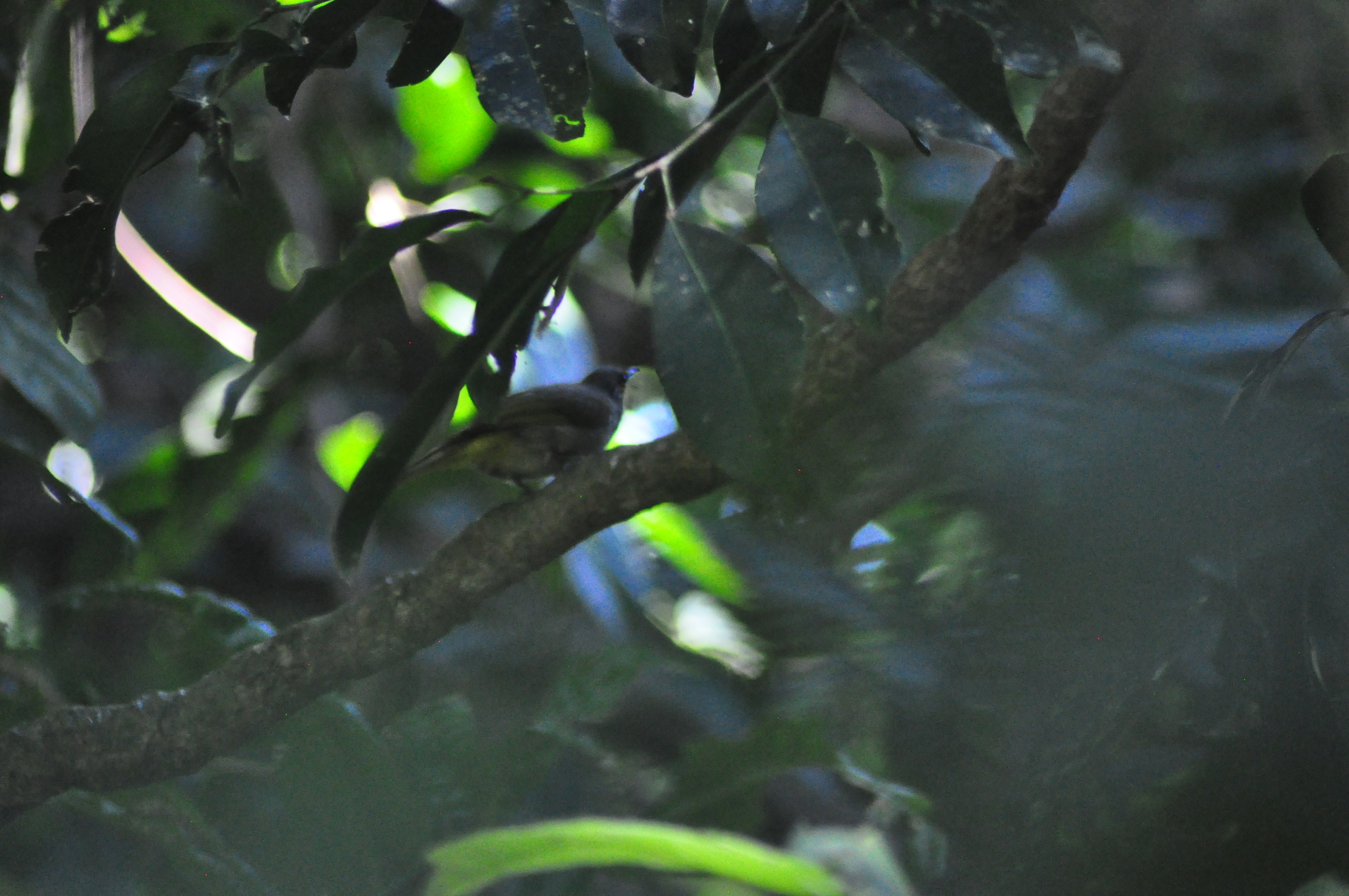 Stripe-throated Bulbul