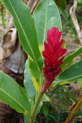 Alpinia purpurata
