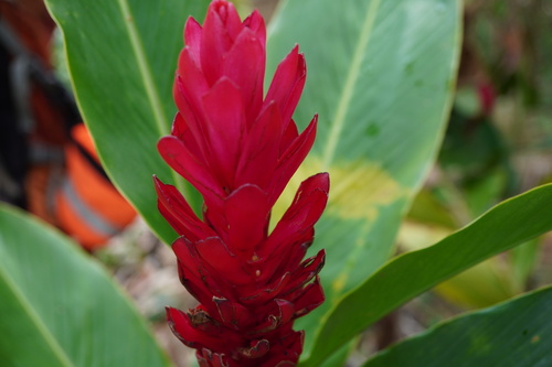 Alpinia purpurata