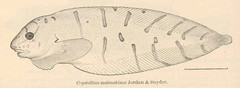 Barred Snailfish photo 2