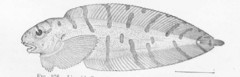 Barred Snailfish photo 3