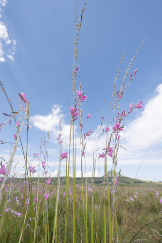 Dierama latifolium