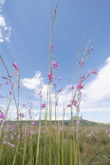 Dierama latifolium