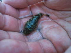 Sphoeroides annulatus