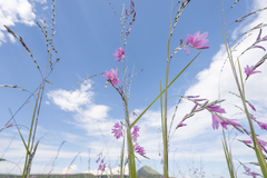 Dierama latifolium, photograph (c) Morten Ross, some rights reserved (CC BY)