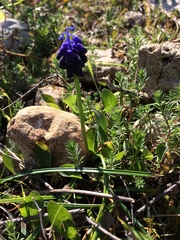 Muscari commutatum