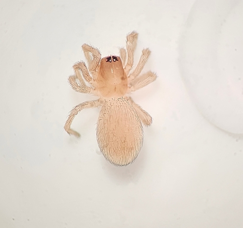 Scotolathys immaculata