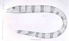 Broadbanded Moray photo 5