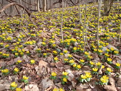 Eranthis hyemalis