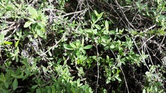 Gambelia juncea