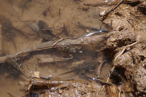 African Green Toad