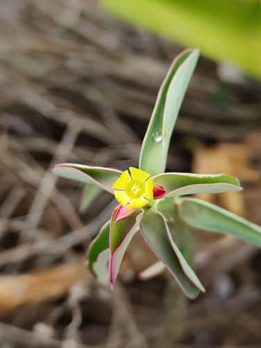 Euphorbia heterodoxa