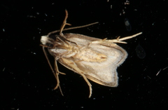 Eulechria triferella