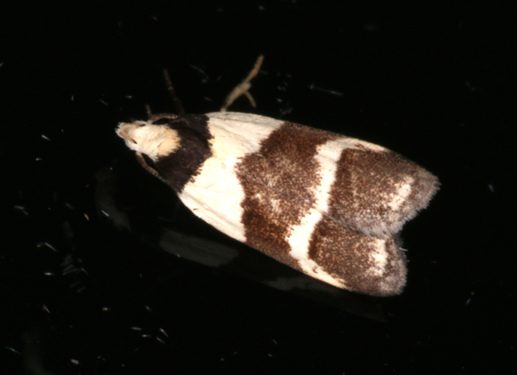 Eulechria triferella