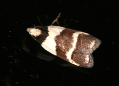 Eulechria triferella