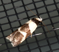 Eulechria triferella