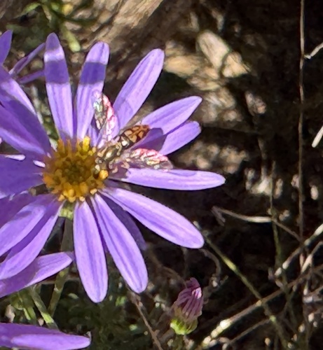 Unknown species found near University of California, Santa Cruz, Santa Cruz, CA, US